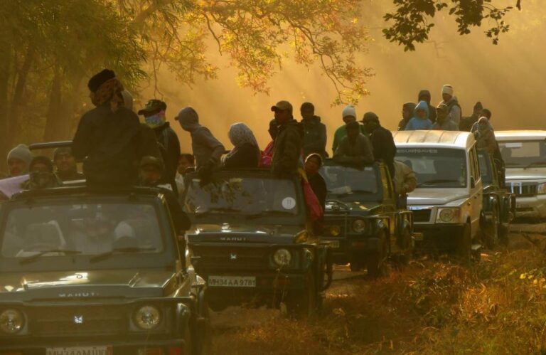 11 Best Tiger Safari in India